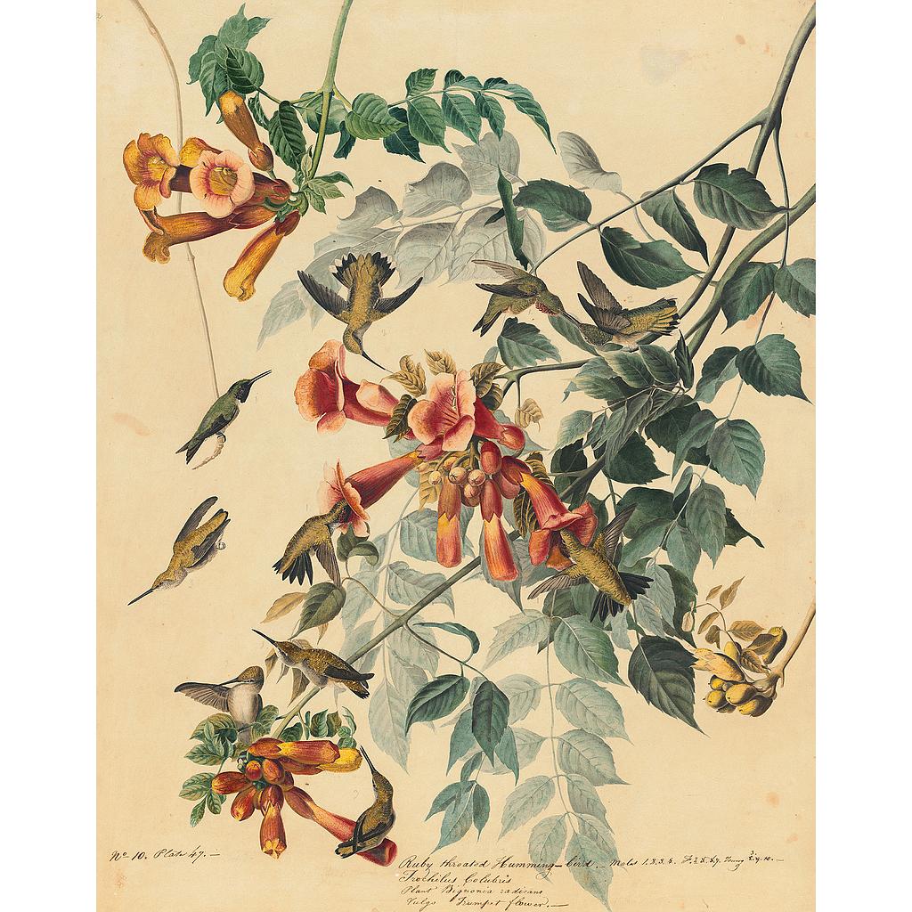 Click to Enlarge-Esc to Close ArtWork1/Famous Painters/Audubon's Watercolors P6.jpg